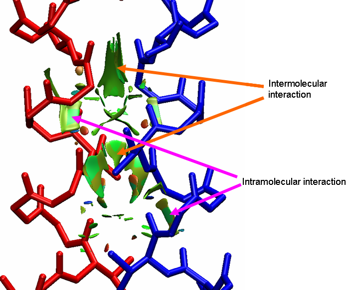 Isosurfaces of a dimeric protein with the intermolecular and intramolecular interactions labelled