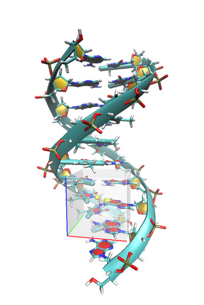 The local DNA region studied by the NCI method based on promolecular density